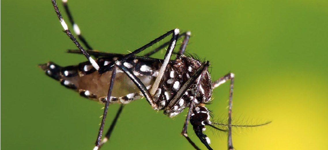 Küresel Tehdit: Zika Virüsü
